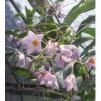 ルリヤナギ　苗　苗木　ポット植え