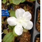 ���ԕP�G�]�����T�L�c�c�W