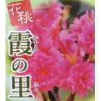 .. .: цветок персик - na Momo саженец рассада. ...