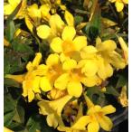  Caro laina жасмин ( pot ..) рассада саженец 