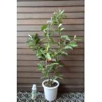 ショッピンググミ 鉢植え　夏グミ（ナツグミ）：果樹苗