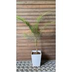 hime здесь s cocos nucifera 6 размер квадратное растение в горшке Brazil hime cocos nucifera декоративное растение hime здесь s. здесь s cocos nucifera 