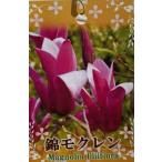 . дерево лотос (ni type mok Len ) высота дерева 100 см степень .mok Len рассада саженец контактный . дерево рассада 