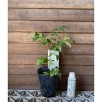  Bb tree ( собака goshuyu) меласса источник растения 4 размер pot ..