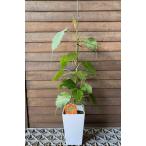  квадратное растение в горшке s Lee ma - bo большой ju( Индия bo большой ju) печать раз ...