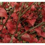  бересклет темно синий Park ta рассада саженец 