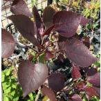 po pra лиловый wave 