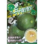 平兵衛酢 へべす :果樹苗(ヘベス) 柑橘苗 苗木 接木 苗 みかん