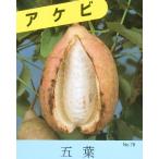 . лист ...(. лист akebi,goyouakebi) : фруктовое дерево рассада 