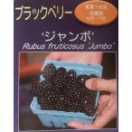  jumbo BlackBerry : фруктовое дерево рассада 3 размер pot ..