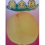 桃の苗木　黄金桃　おうごんとう　（桃）：果樹苗　桃の苗木
