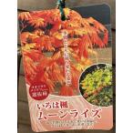  moon laiz... клен (... . лист iro - momiji)... клен рассада саженец 