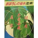 杜仲（トチュウ）の苗木　苗　苗木