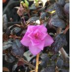 ���d�炫�P�G�]�����T�L�c�c�W