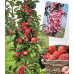 メイちゃんの瞳　りんご　バレリーナツリー：果樹苗　PVP商品（種苗法登録品種）＊先端カットしている場合があります！