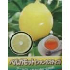 ベルガモットオレンジ(ファンタスティコ):果樹苗 柑橘苗 苗木 接木 苗 みかん