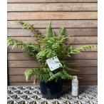 ディクソニア・アンタルクティカ　6寸ポット植え