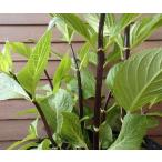 黒軸紫陽花：紫陽花5寸鉢植え