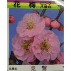  цветок слива саженец слива. дерево слива. цветок (6 размер растение в горшке ) видеть . строительная техника .u:( цветок слива ) - naume саженец рассада . покупка 