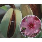 ショッピングアーモンド 6寸鉢植え　アーモンド（接ぎ木苗）　：果樹苗　苗　苗木　爆買