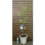  цветок слива саженец слива. дерево слива. цветок (6 размер растение в горшке ) зима . слива :toujibai( цветок слива ) - naume саженец рассада . покупка 