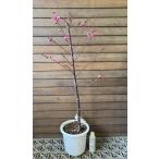  цветок слива саженец слива. дерево слива. цветок (6 размер растение в горшке ). -слойный холод красные цветы сливы : Yaeca nkoubai( цветок слива ) - naume саженец рассада 