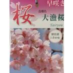  Sakura. дерево Sakura. саженец Sakura. цветок богатый улов Sakura : Thai ryou The kla( Sakura ) саженец Sakura рассада Sakura 