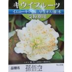 キウイ　苗　キウイの木　キウイフ