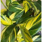 黄斑月桃　5寸スクエア鉢植え　（キフゲットウ）　苗　苗木