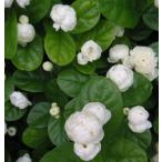 ジャスミン　マツリカ　八重咲き（