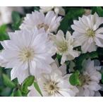 原種クレマチス　雪おこし　　３寸ポット植え　（原種カザグルマの変異種選抜）　ユキオコシ　ゆきおこし