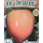 柿 苗木 苗 市田柿 (渋柿):果樹苗