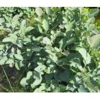 白花マンサクフォッサギラブルーシャドー