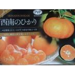 ショッピングせとか 西南のひかり（みかん、オレンジ）：果樹苗　PVP商品（種苗法登録品種）　柑橘苗　苗木　接木　苗　みかん