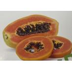 パパイヤトロピカルリッチ：熱帯果樹苗