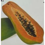 パパイヤレッドバレル：熱帯果樹苗