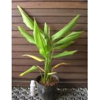 秋ウコン（ターメリック）　3寸ポット植え苗　　球根　苗　苗木