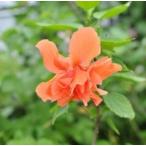 5 размер растение в горшке гибискус абрикос Princess 