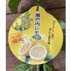 レモン　瀬戸内レモン（せとうちれもん）　：果樹苗　　柑橘苗　苗木　接木　苗　みかん