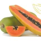 パパイヤ煌月コウゲツ：熱帯果樹苗