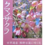 桜の木　桜の苗木　桜の花　クマノザクラ：