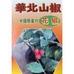 山椒の木山椒苗山椒の葉華北山椒4寸...