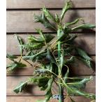  большой АО иллюзия. круглый дуб!hiryuugasi( контактный . дерево ). дракон .6 размер растение в горшке 