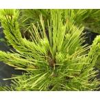  желтый золотой сосна Тунберга (ougon черный matsu) 6 размер растение в горшке 