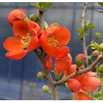 k сабо ke orange цветок : фруктовое дерево рассада . дерево . высота дерева 10 см степень 