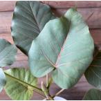 フィカスペティオラリス７寸鉢植え