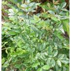  юг небо .. шляпа .5 размер растение в горшке . ввод лист юг небо 