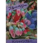 ショッピングブルーベリー ブルーベリー苗木　苗　ブルーベリーの木　ブルーベリー　サンシャインブルー　（サザンハイブッシュ系）　3寸ポット植え：果樹苗