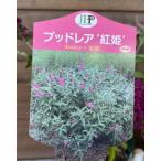 bdo редкость ..(bto редкость ) PVP