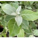 シマグミ（マルバアキグミ） 5寸鉢植え　：果樹苗　　赤実のマルバアキグミ　丸…